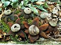 Astraeus hygrometricus-amf827-1